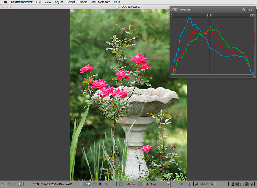Red roses. Embedded JPEG and JPEG histogram