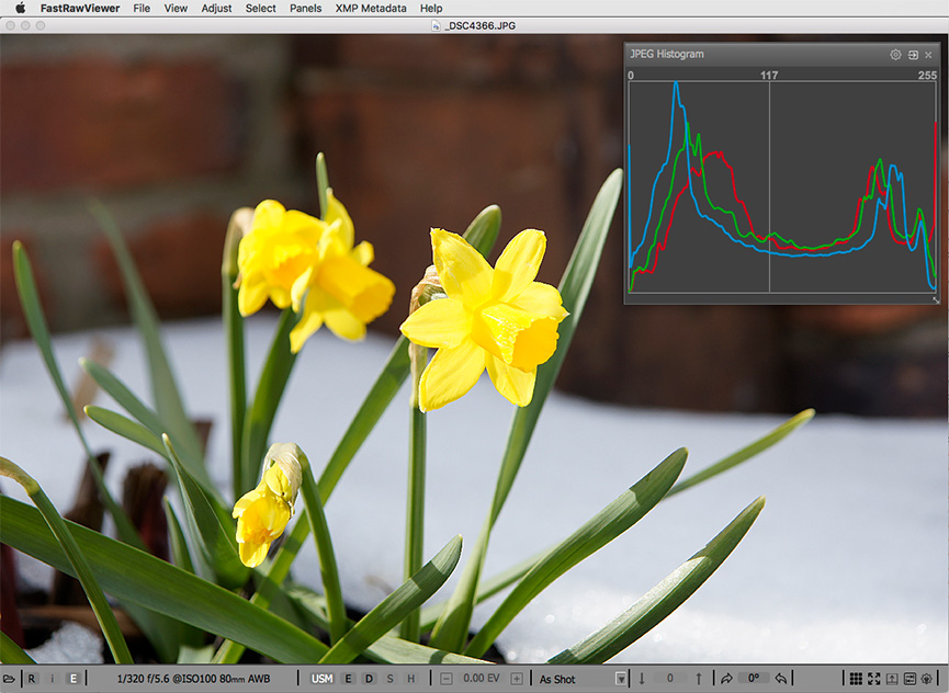 Yellow daffodils. Embedded JPEG and JPEG histogram