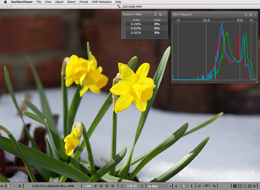 The same shot of yellow daffodils. RAW and RAW histogram