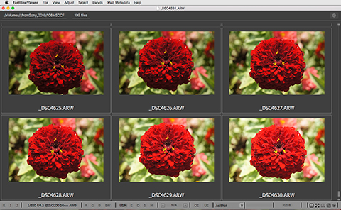 FastRawViewer. Grid View. Red Flowers
