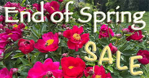 LibRaw Spring Sale