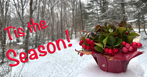 LibRaw. Holidays Season Sale. 25% off