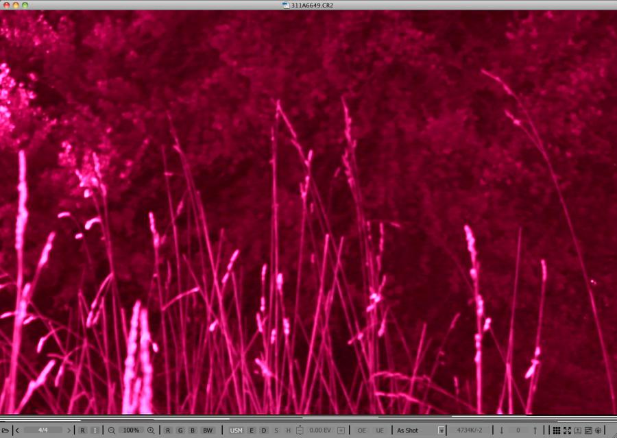 FastRawViewer. Damaged shot. Embedded JPEG. Actual size. Bottom part