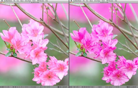 FastRawViewer. Pink azaleas. JPEG prevew vs RAW